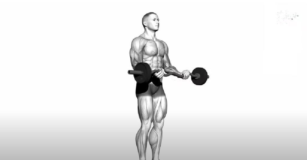 The Best And Worst Biceps Exercises